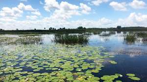 Florida FWC lake vegetation