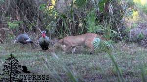 Florida panther stalks turkey decoys
