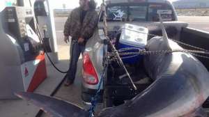 Florida Mako Shark Record 181010 154854