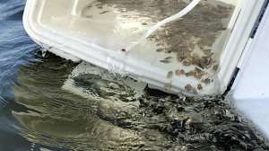 Flounder fingerlings released Alabama waters 2020 photo by Blakeley Ellis