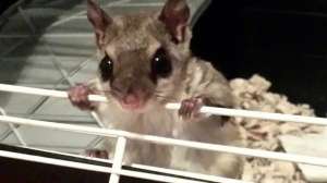 Flying Squirrel smuggling investigation Photo Florida FWC