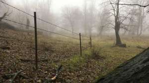 Foggy morning whitetail waiting
