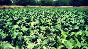 Food Plot Scentblocker Credit Brett Rousselle of Whitetail Addicts 181003 155353