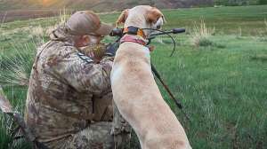 Foxpro Utah coyotes with hounds