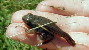 Frog with tail top view1 181003 162047