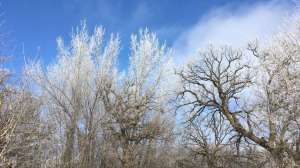 Frost filled trees