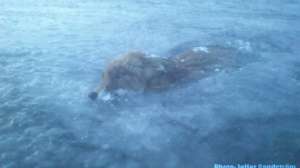 Frozen Fox Live Leak 181003 162044