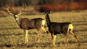 GOV Male and female mule deer animals odocoileus hemionus 181003 154736
