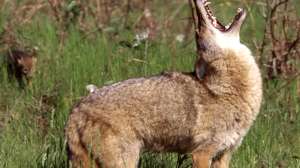 GOV Washington DFW Credit Ty Smedes coyote1 181004 090105