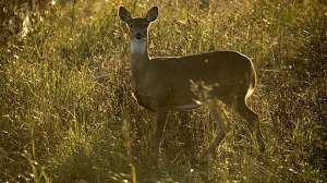 GOV doe skateboard0515 181010 154939