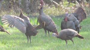 GVMG Olis turkeys3 181003 160706