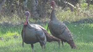 GVMG Olis turkeys4 181004 085816