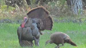 GVMG Olis turkeys5 181003 110851