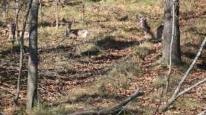 GVMG IMG 0424 181003 160306