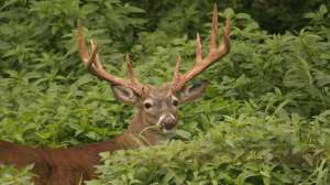 GVMG IMG 2693 181003 155616