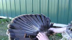 GVMG SB Turkey Fan Screen Shot 2015 05 15 at 1100 181010 155047