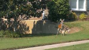 GVMG SB Suburban Deer IMG 0387 181003 154907