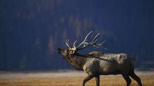 GVO Bull elk bugling in the gibbon meadow in the yellowstone national park 181003 154755