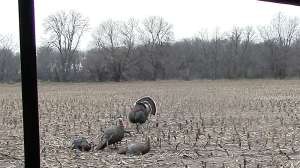 GVO nebraska double screenshot cal0416