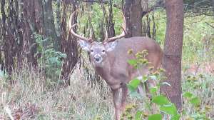 GVO powerlinebucks almy0915