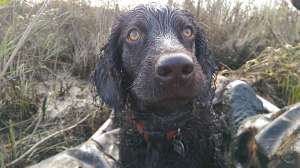 GVO sd425collar cal1115