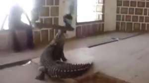Gator Skating 181010 154940