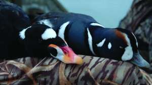 Go West A 17 181003 162230