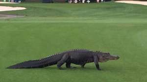 Golf Course Gator Couretsy Brett Waldman 181003 155246