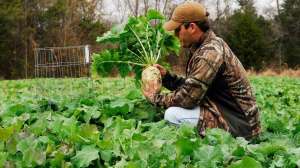 Green Globe Turnip 2 resize