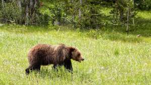 Grizzly bear in Wyoming national forest 2 copyright Mark Kayser