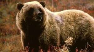 Grizzlybear55 cropped 181004 114854