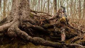 Have Bow Will Travel lead