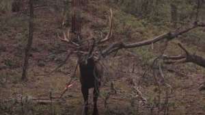 Heartland Bowhunter elk 3 yards