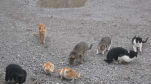 Herd of Cats Photo wiki by Boski 2009