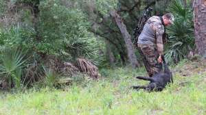 Hog Hunting Tips