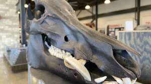 Hog head trophy boar photo by clemons