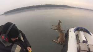 Hovercraftdeer 181010 154820