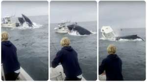 Humpback whale lead pic