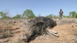 Hunter 250 pound feral hog shot CVA Optima Elite by Mark Kayser