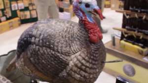 Hunters Specialties 181003 160125