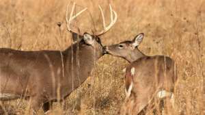 Hunting Pressure and whitetails
