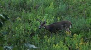 Hunting Public Kentucky beauty