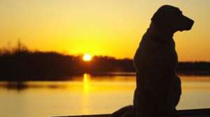 Hunting Dog Photo Contest 181003 160411