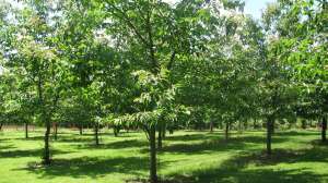 IL Chestnut Orchard 2