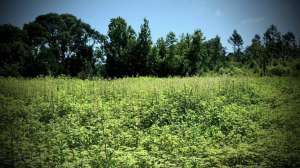 IMG 1326 2 e1533134405624