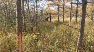 IMG 9790 ground ambush dad