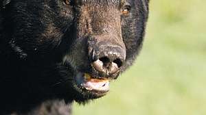 Jun04 Vaz Troph Only Bears2 181003 155951