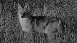 Kansas coyote predator hunting at night
