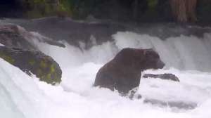 Katmai National Park bear in river