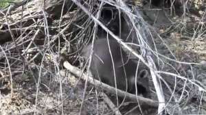 Kayer Varmint Trapping 181010 154946